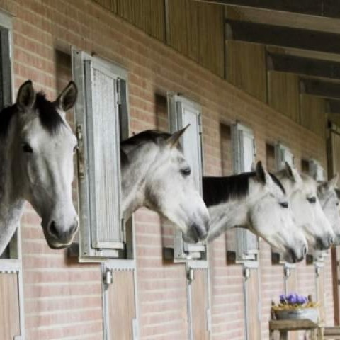 stabled horses 